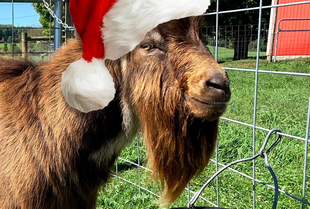 Holiday Gifts for the Goat Lover in your Life