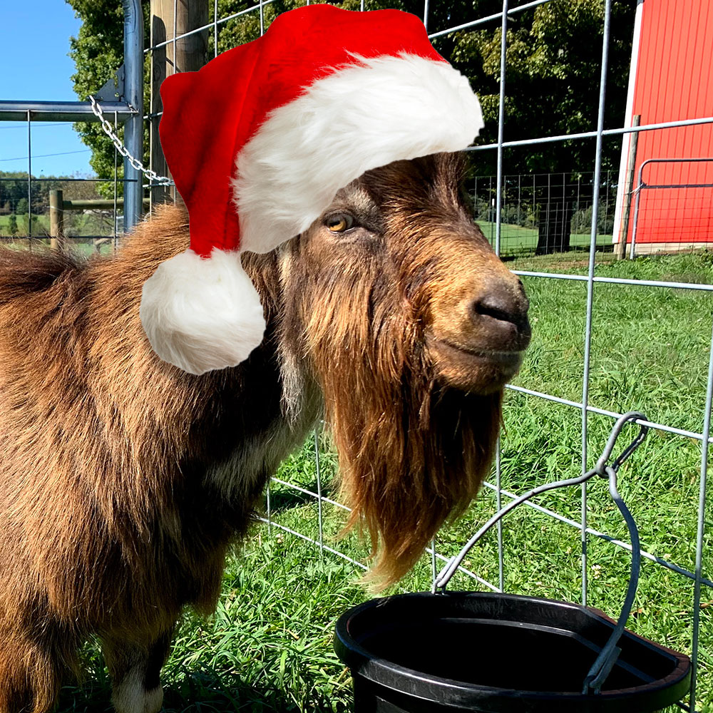 Pascal, the Christmas Goat
