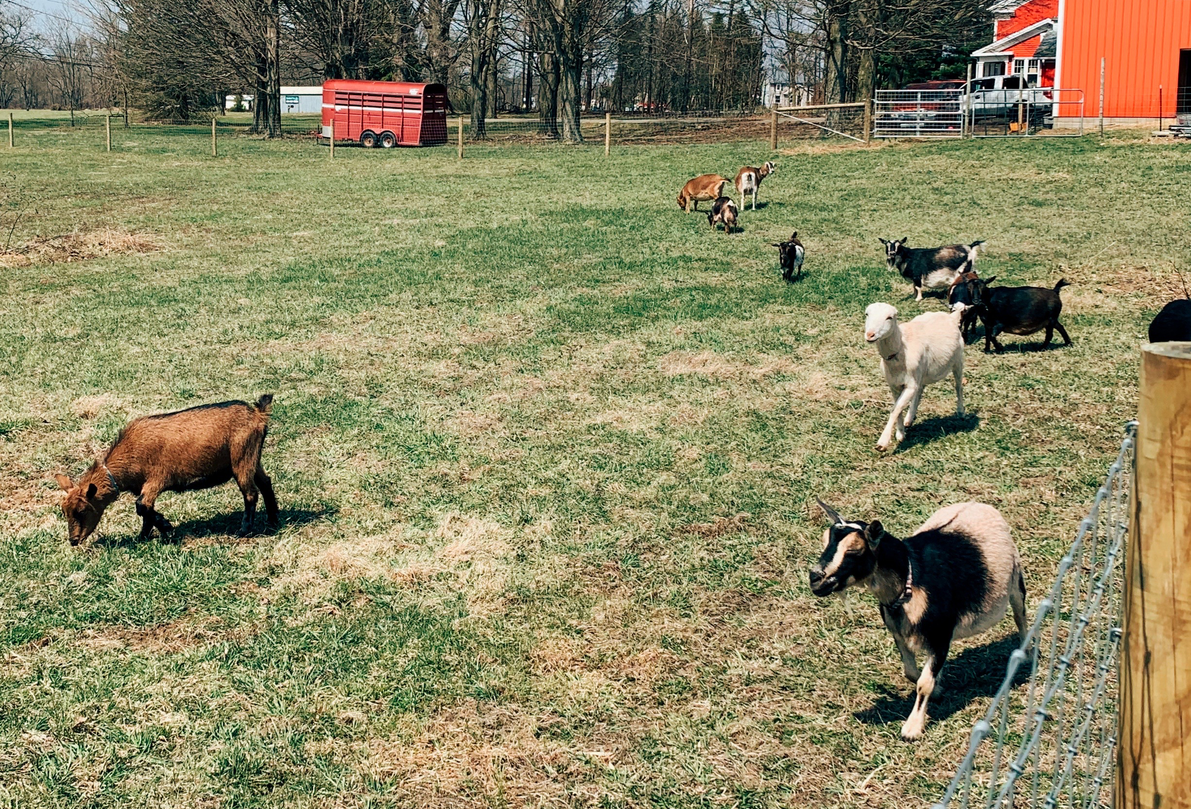 Our herd outside, April 2021